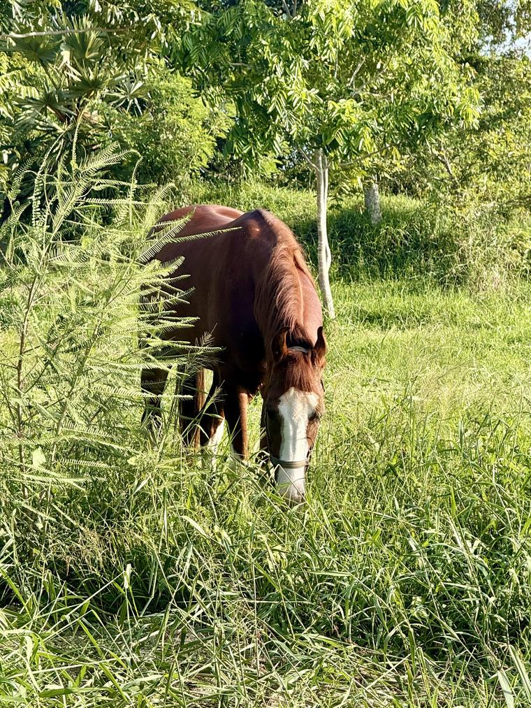 Horse grazing quietly in open pasture at Vonfidel Ranch, reflecting the ranch’s welfare-first approach to horseback riding in Sri Lanka and the operational discipline behind responsible trail riding decisions in changing field conditions.