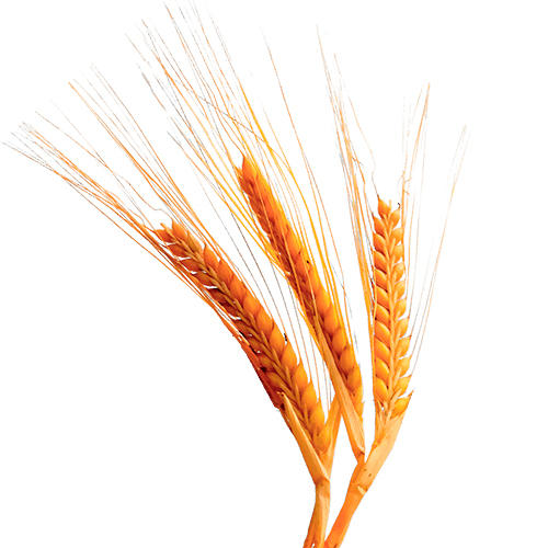 Нормы внесения Гумифулин и Органол для яровых культур