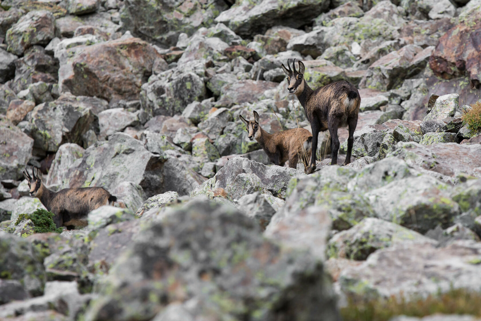 nature, photography, tayka, animals, landscapes, chamois