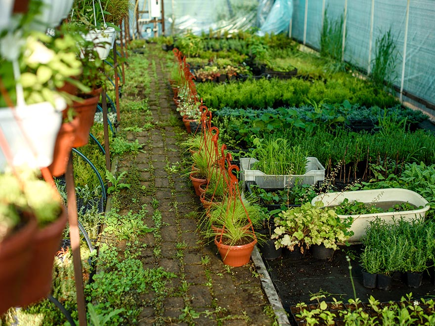 Vegetable garden with a variety of plants in pots and trays, showcasing lush greenery along a brick pathway, emphasizing succession planting for continuous harvests.