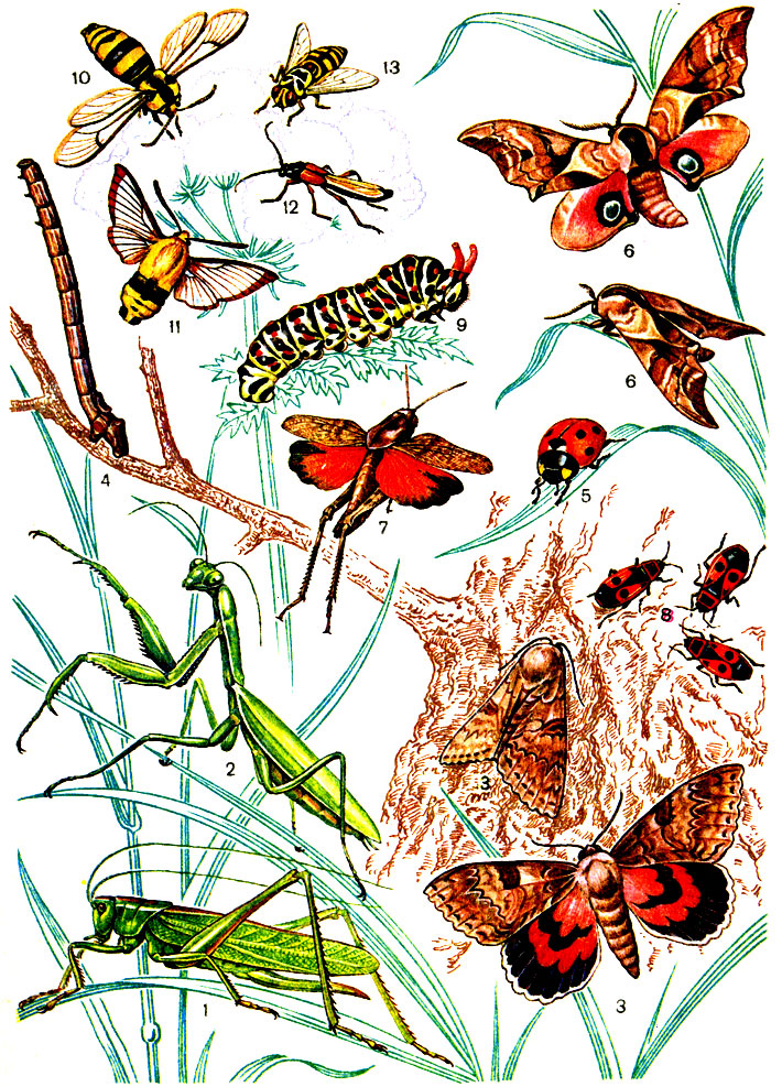 Насекомые и различные животные. Мир насекомых. Насекомые для детей. Разнообразие насекомых. Насекомые иллюстрации.