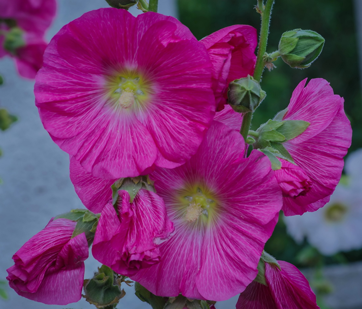 Шток роза Hollyhock