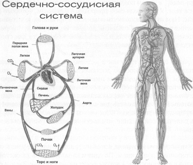 Открытый сердечный центр. Кровеносная система человека. Сердечный центр. Сердечный центр где. Где находится сердечный центр у человека.