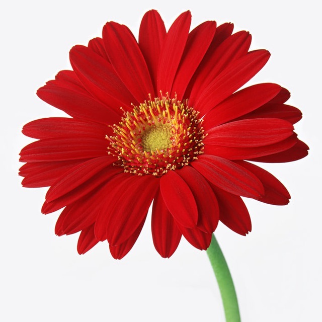 Цветы Галины Власовой