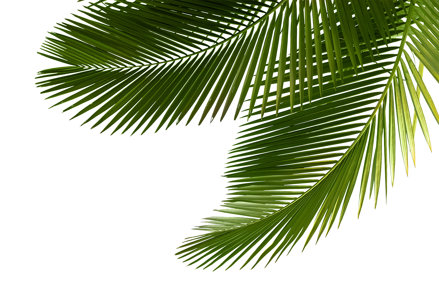 Tipos de palmeras enanas