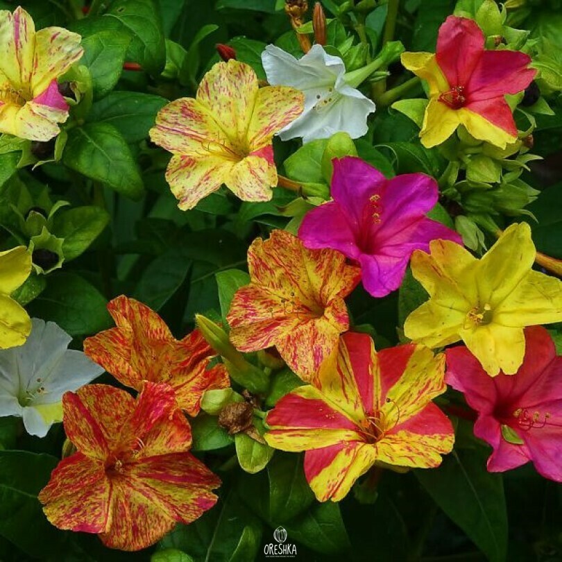 Seeds of Mirabilis night beauty mix (Mirabilis jalapa) — 10 pcs