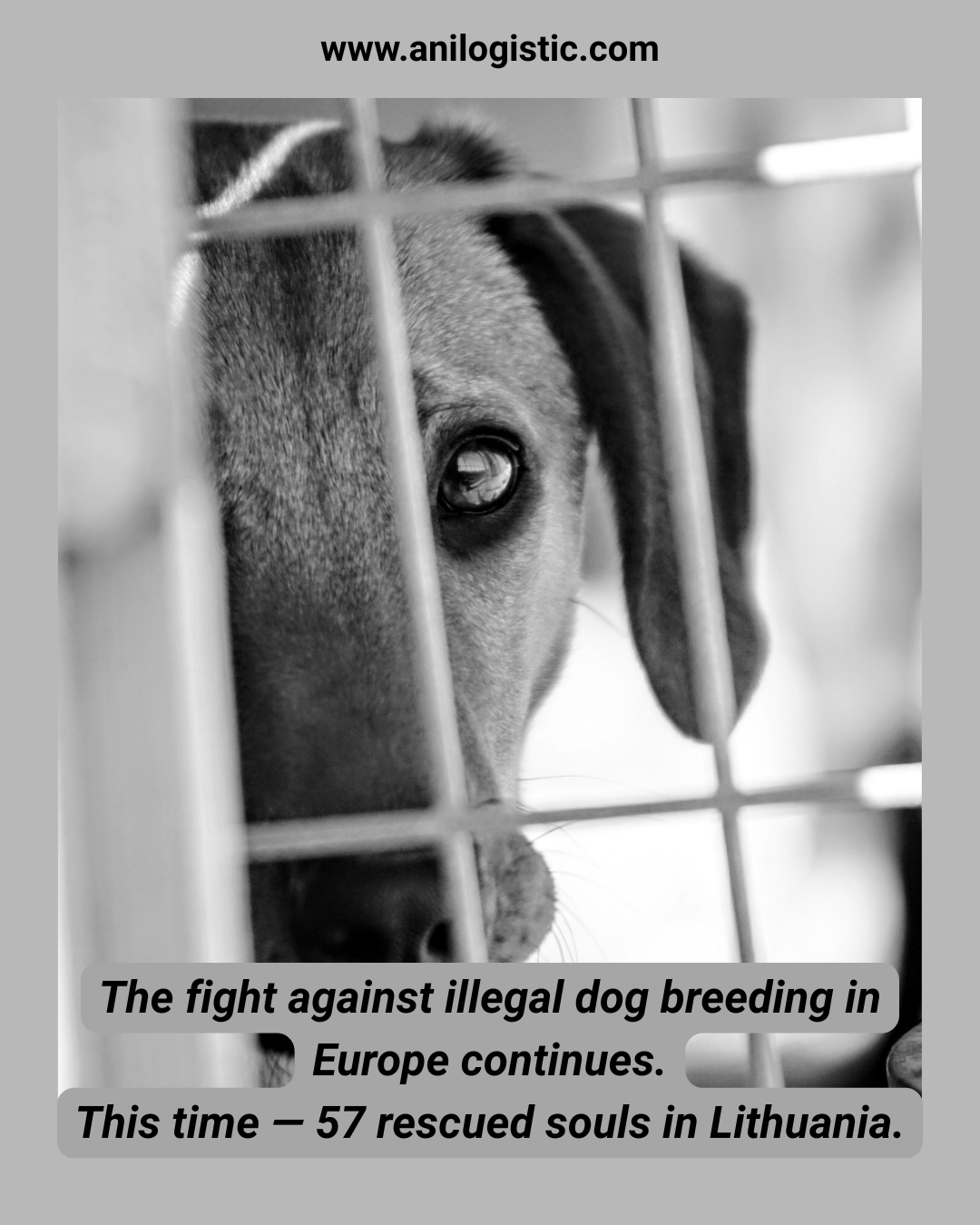 VMVT officers rescue 57 dogs from an illegal breeding site discovered in Alytus district, Lithuania.