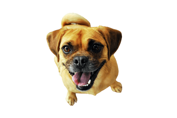 улыбающийся пёс