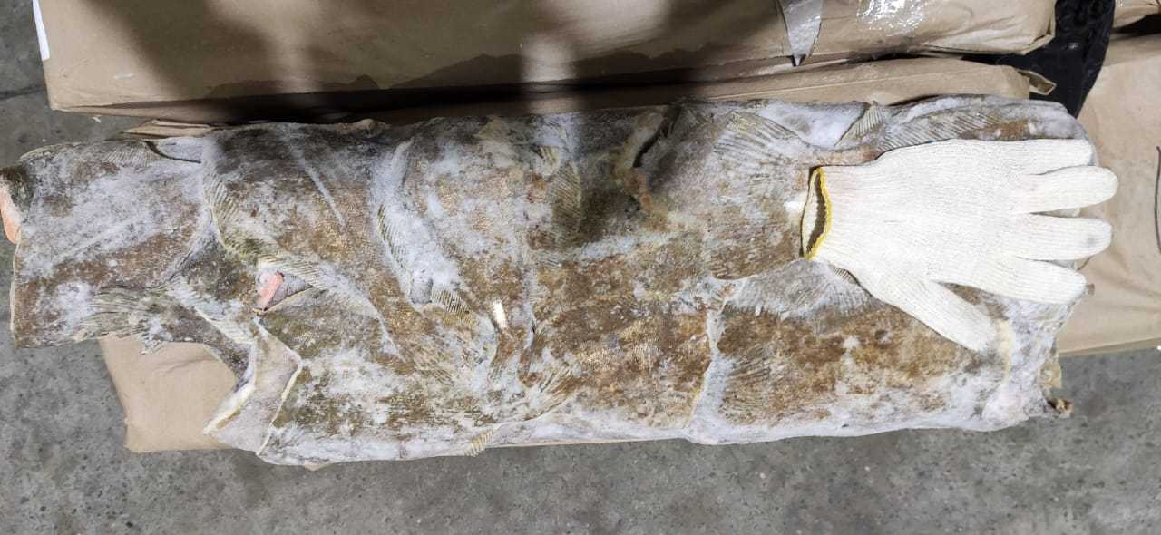 камбала лиманда 2