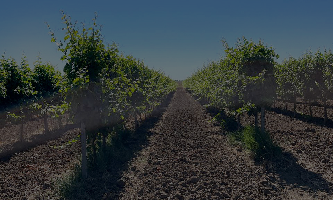 Винодельня Узуновы