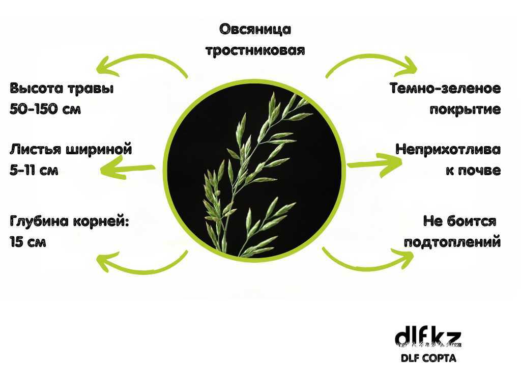 Овсяница тростниковая описание. Овсяница тростниковая для газонов. Овсяница тростниковая описание фото. Овсяница тростниковая для газонов описание.