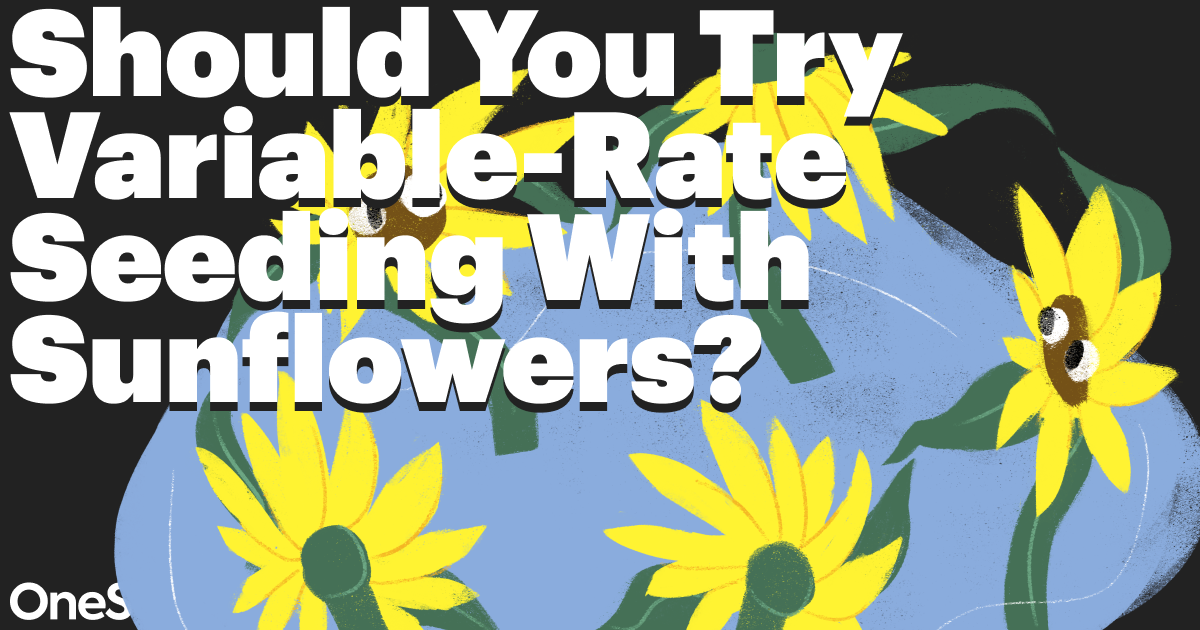 Does it Make Sense to Do VariableRate Seeding with Sunflowers?