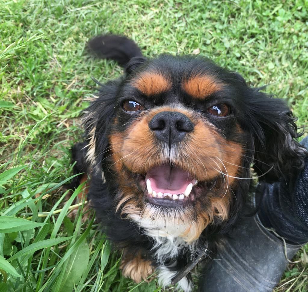 Как пережить смерть любимого друга собаки - На радуге