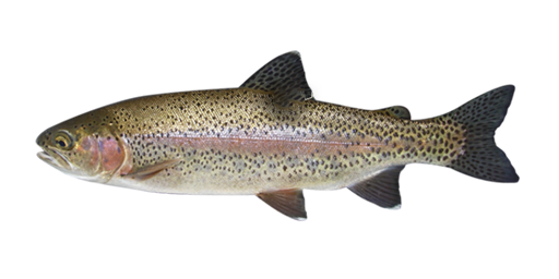 Рыба микижа