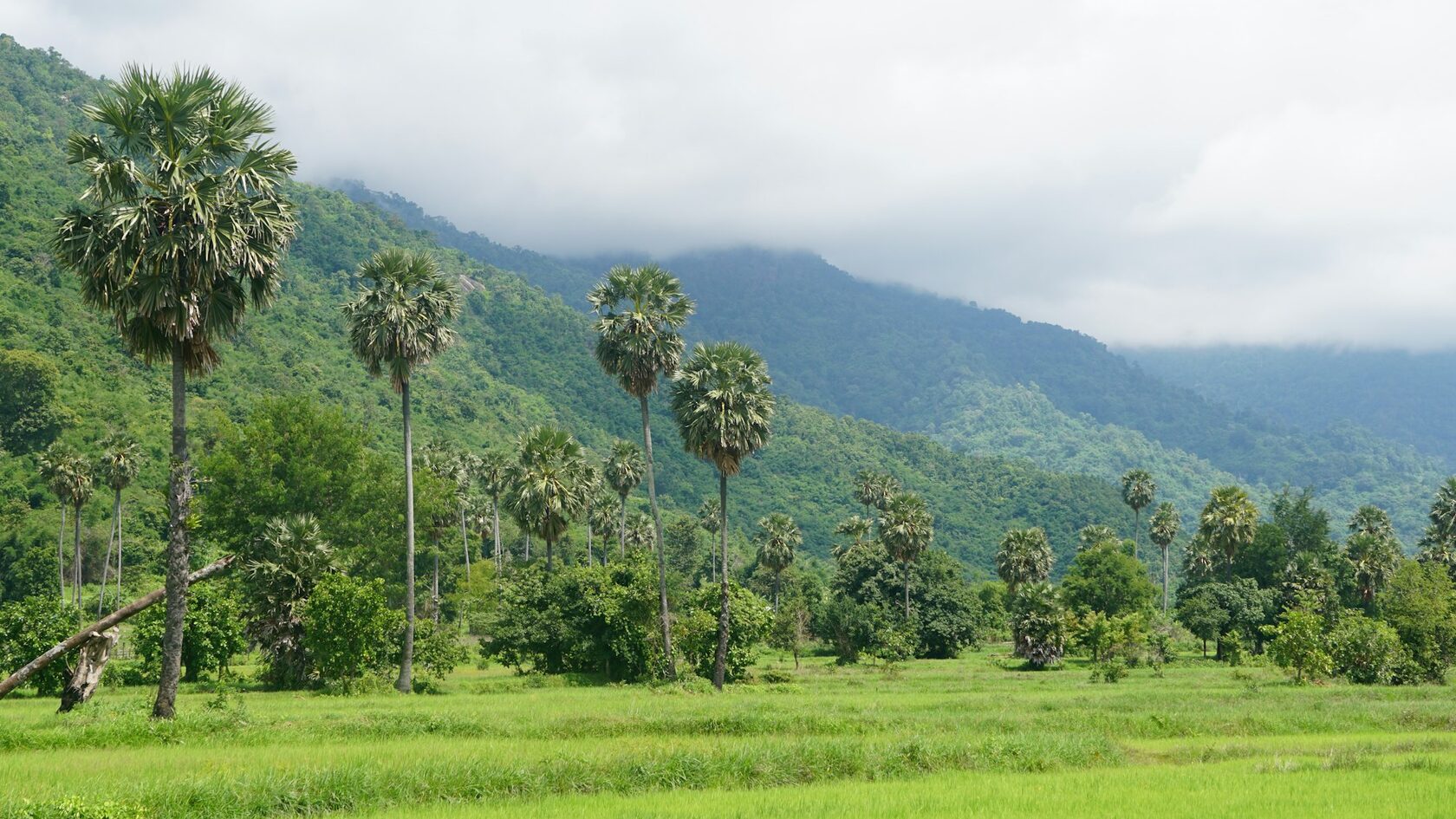 A rural Cambodian village landscape