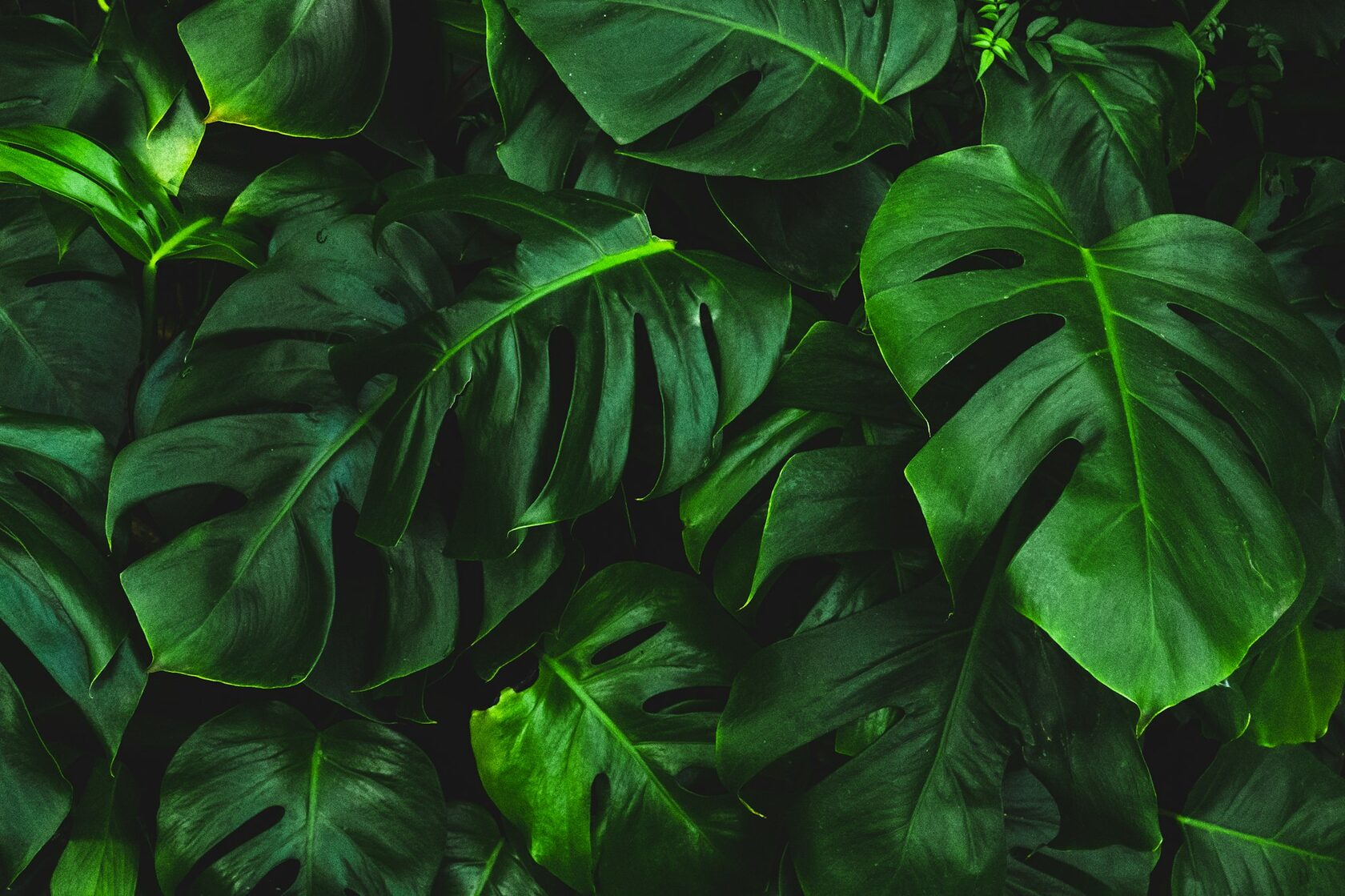 Ferod&Norde — dark tropical leaves