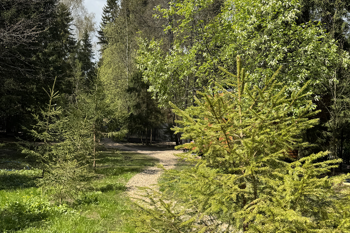 Дом и Елки, глэмпинг