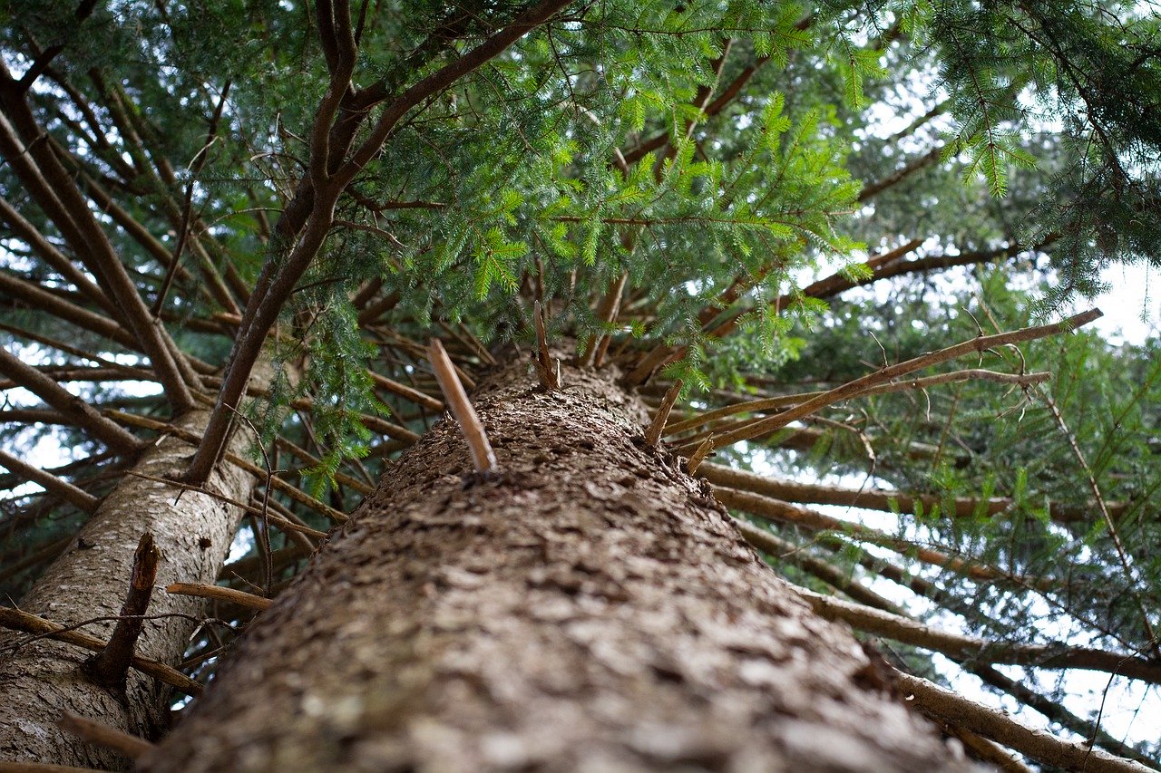 Trees force. Еловое бревно.