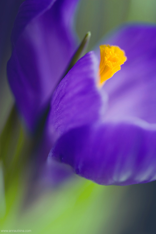 macro, macro flower, macro art, anna utkina, photography, macrophotograpy, floral art, макро, макрофотография, анна уткина