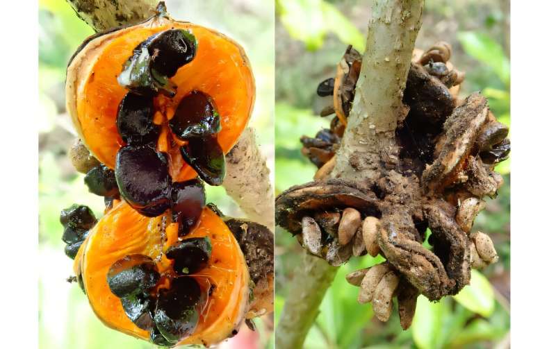Недавно раскрывшиеся плоды хоавы (Pittosporum flocculosum) открывают свои семена для птиц (слева), но более старые плоды и семена засохли на растении, так и не будучи съеденными (справа), — причина в том, что птицы, распространявшие семена, вымерли