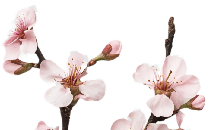 Ветка слева