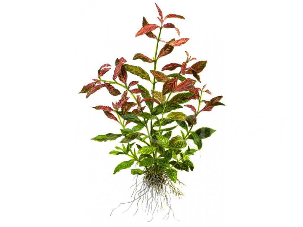 Гигрофила розовая