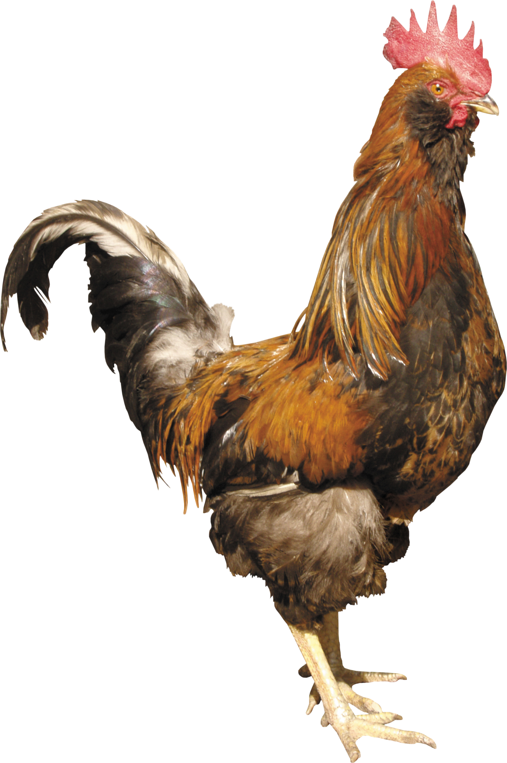 Петух» (Жезл, Роза ветров) 