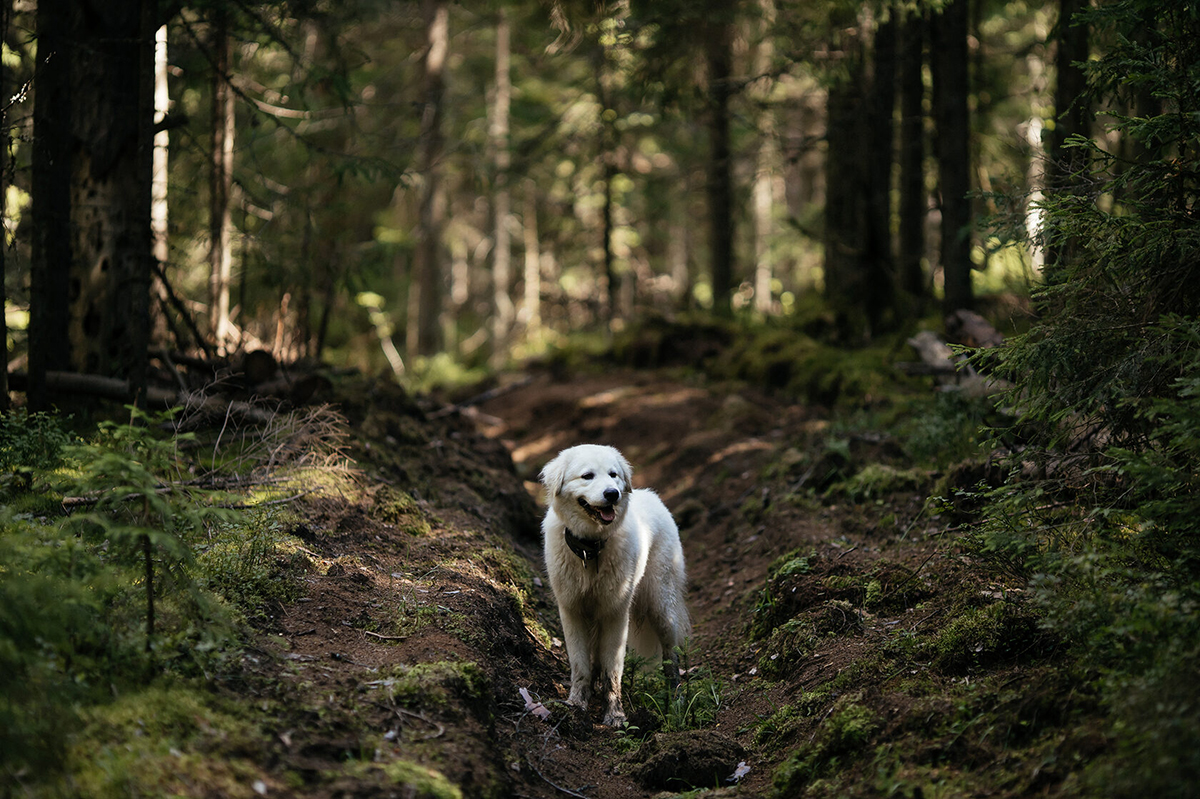 Многодневный комфорт поход с собакой от DogTrekking Community у моря