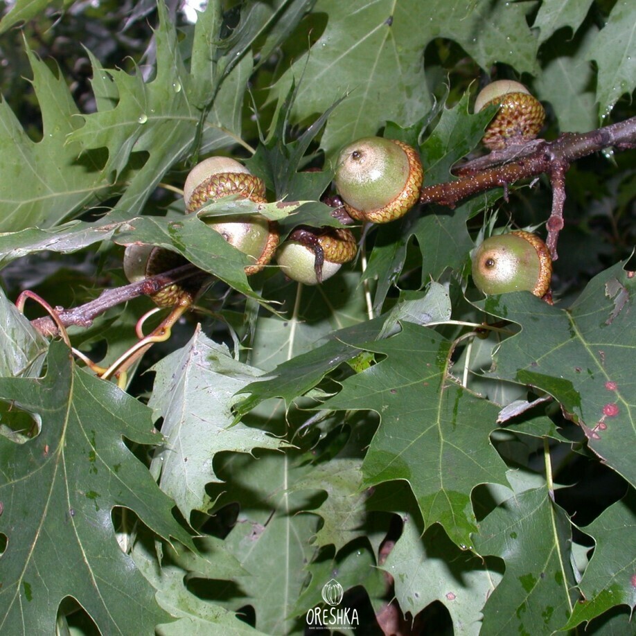 Quercus rubra leaf deeply lobed pointed glossy green detail