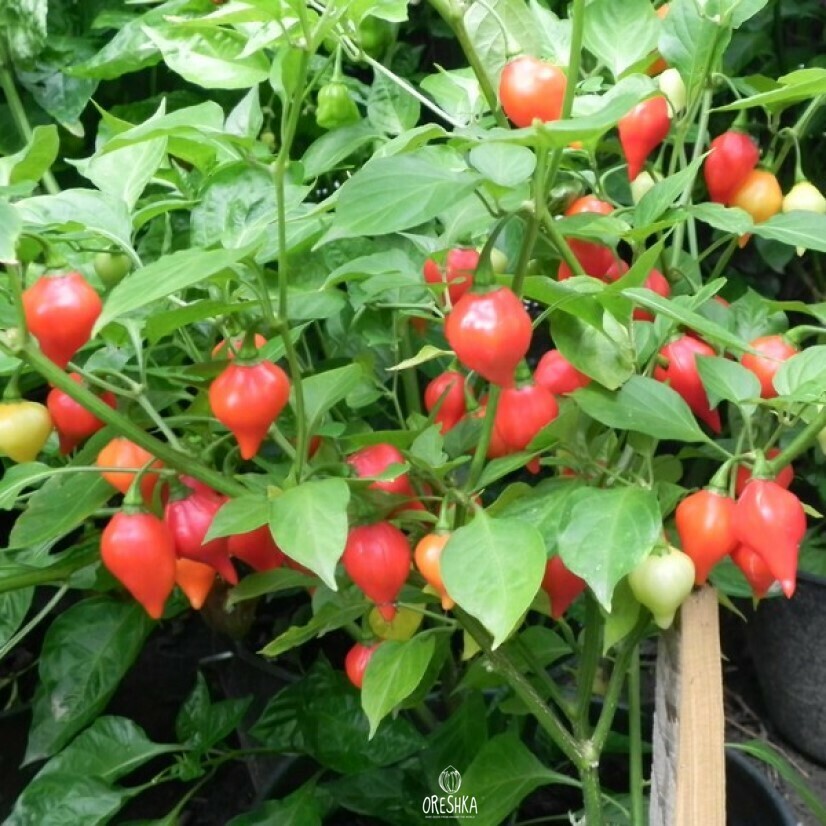 Seeds of Hot pepper Creole Habanero (Capsicum) — 5 pcs