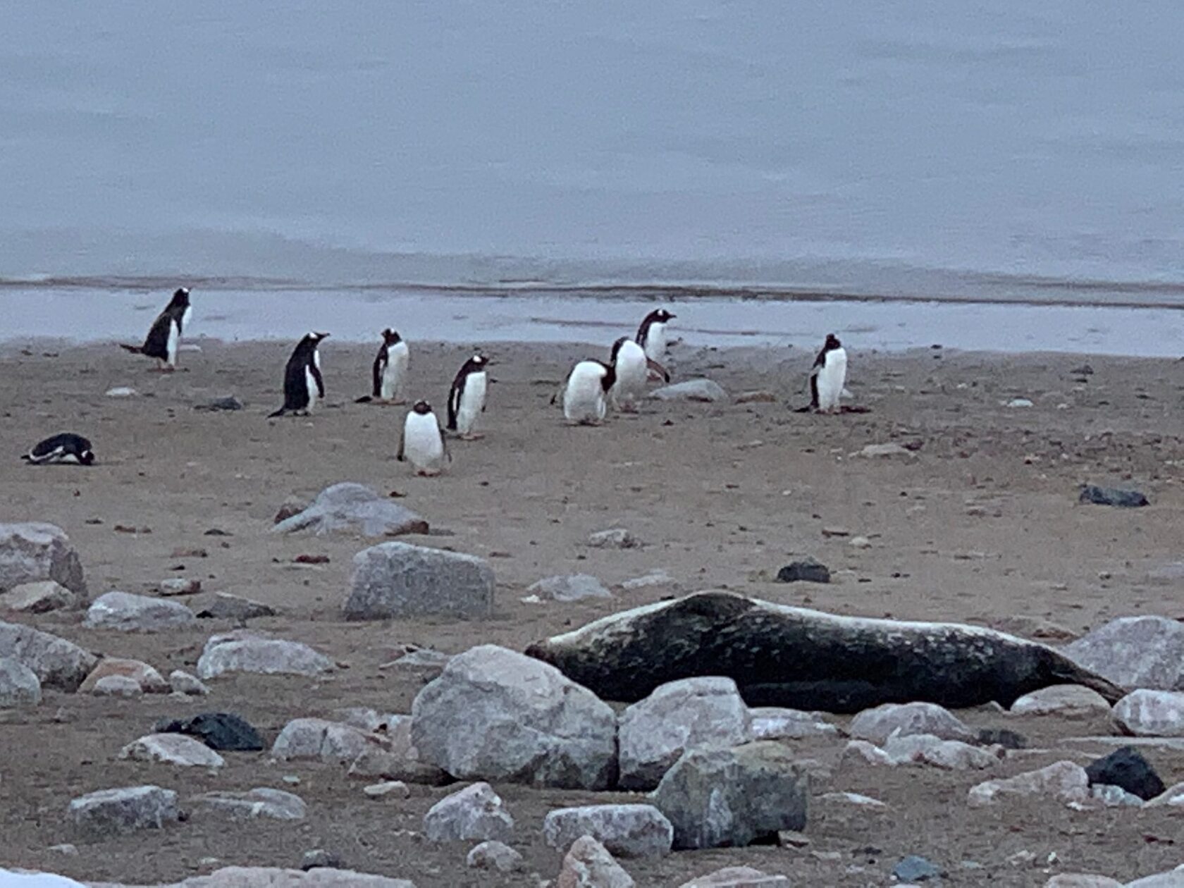 Gentoo Penguins
