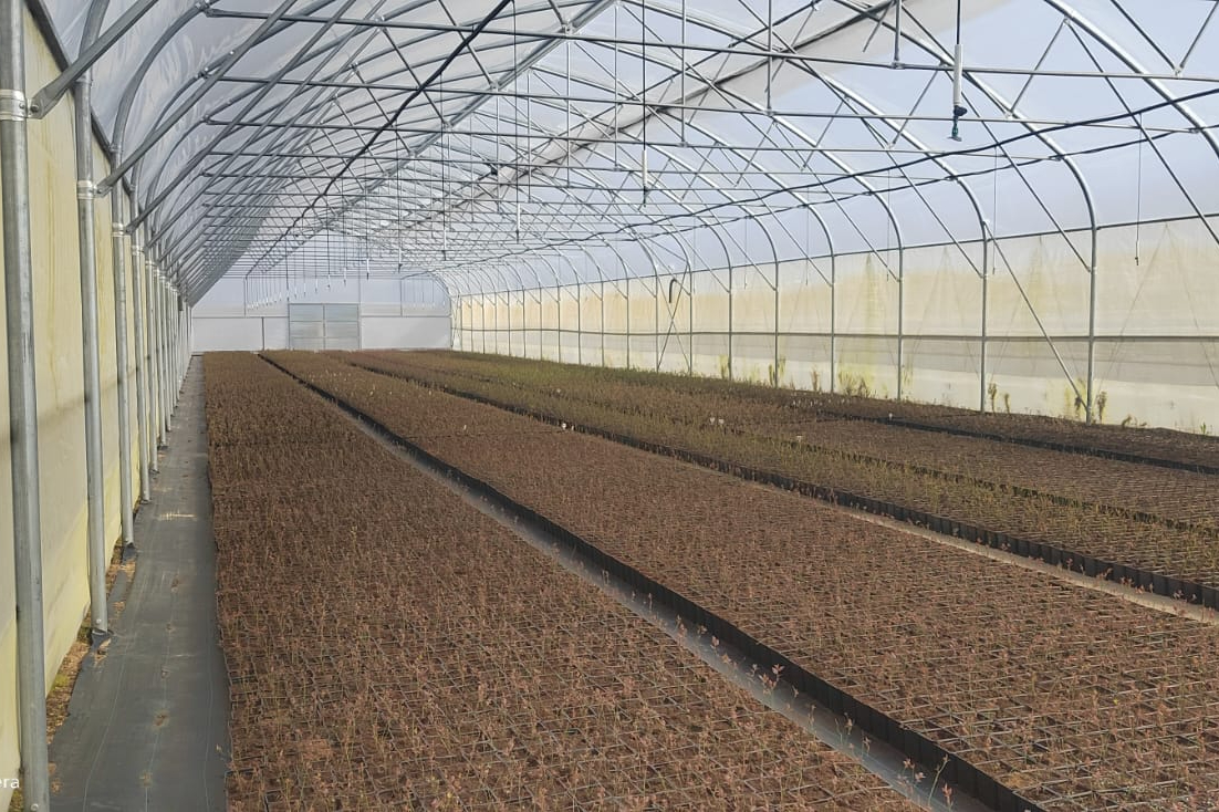 дыни в теплице