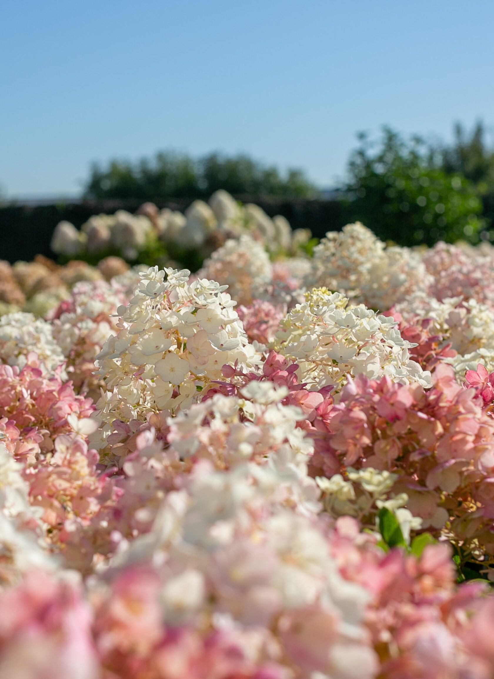 Гортензия метельчатая little blossom фото