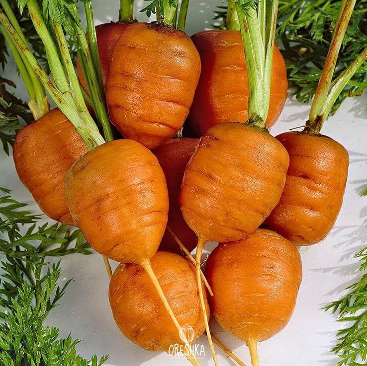 Radish and root vegetable seeds