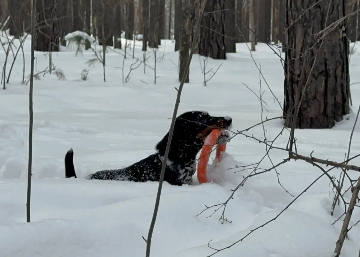Поиск и аппортирование даже в глубоком снегу!