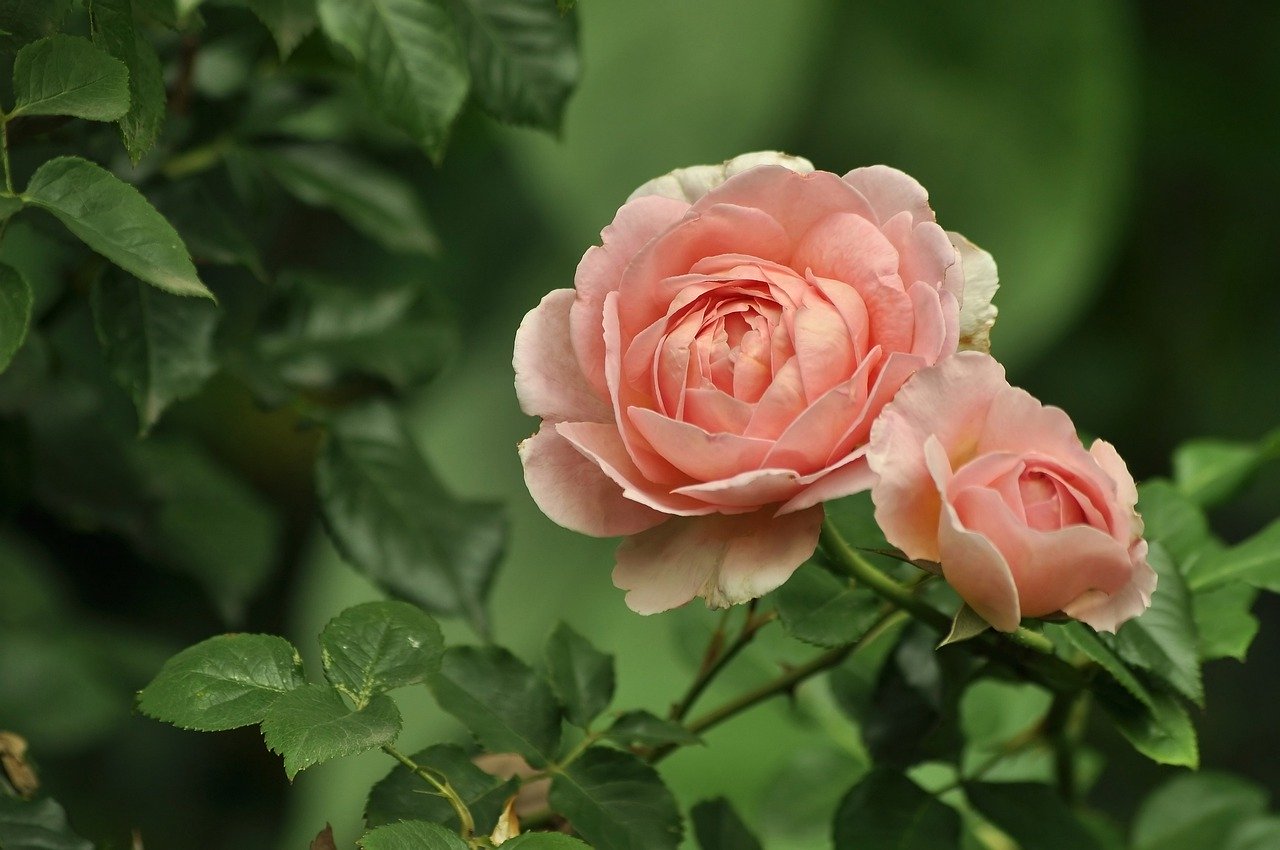 Красивые фото цветов в высоком качестве розы