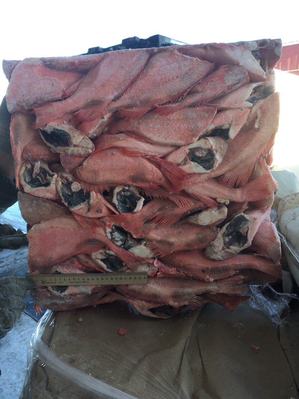 окунь морской 100-300