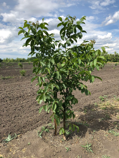 О сорте Саратовский Идеал