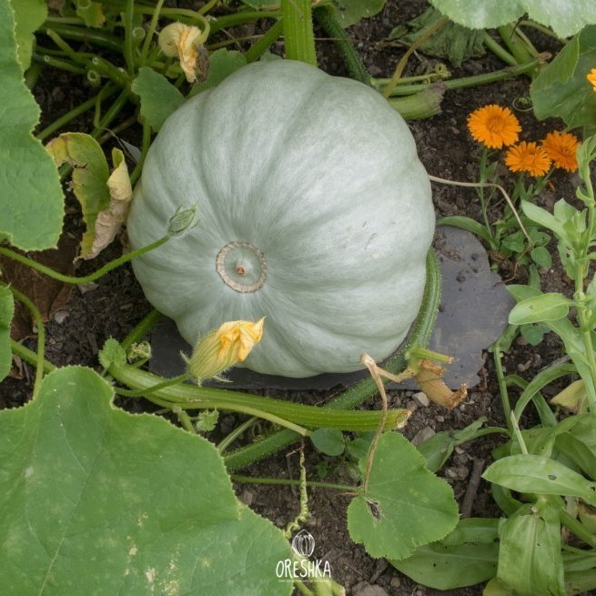 Seeds of Pumpkin Volga gray (Cucurbita) — 5 pcs