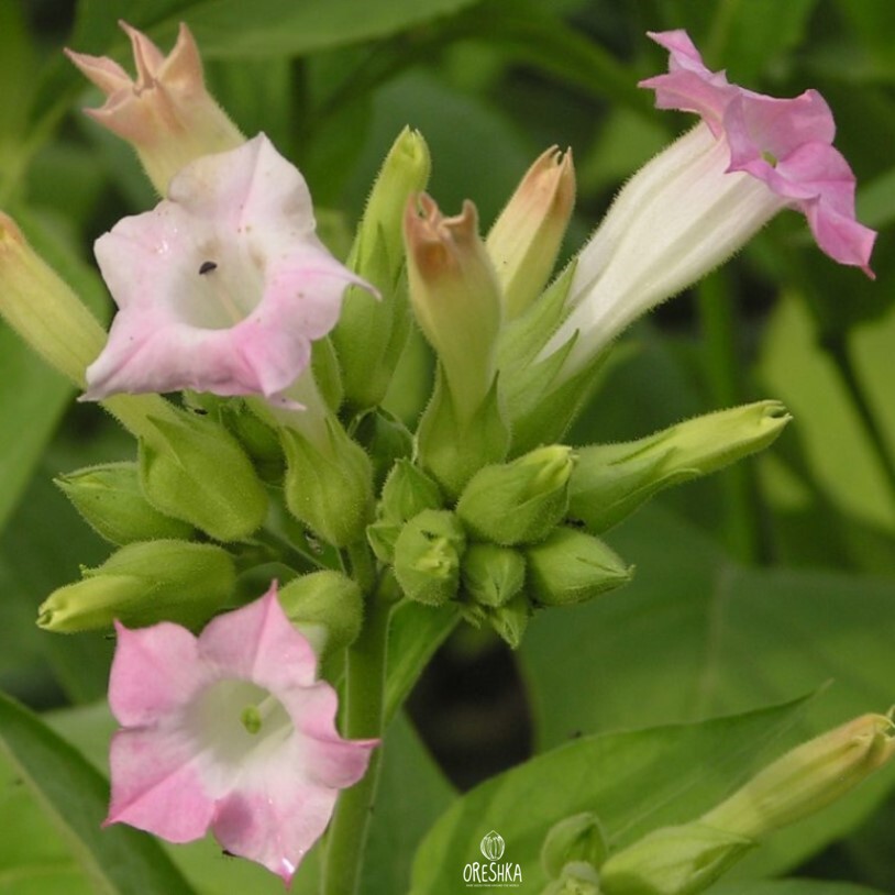 Seeds of Tobacco Smyrna (Nicotiana tabacum) — 300 pcs