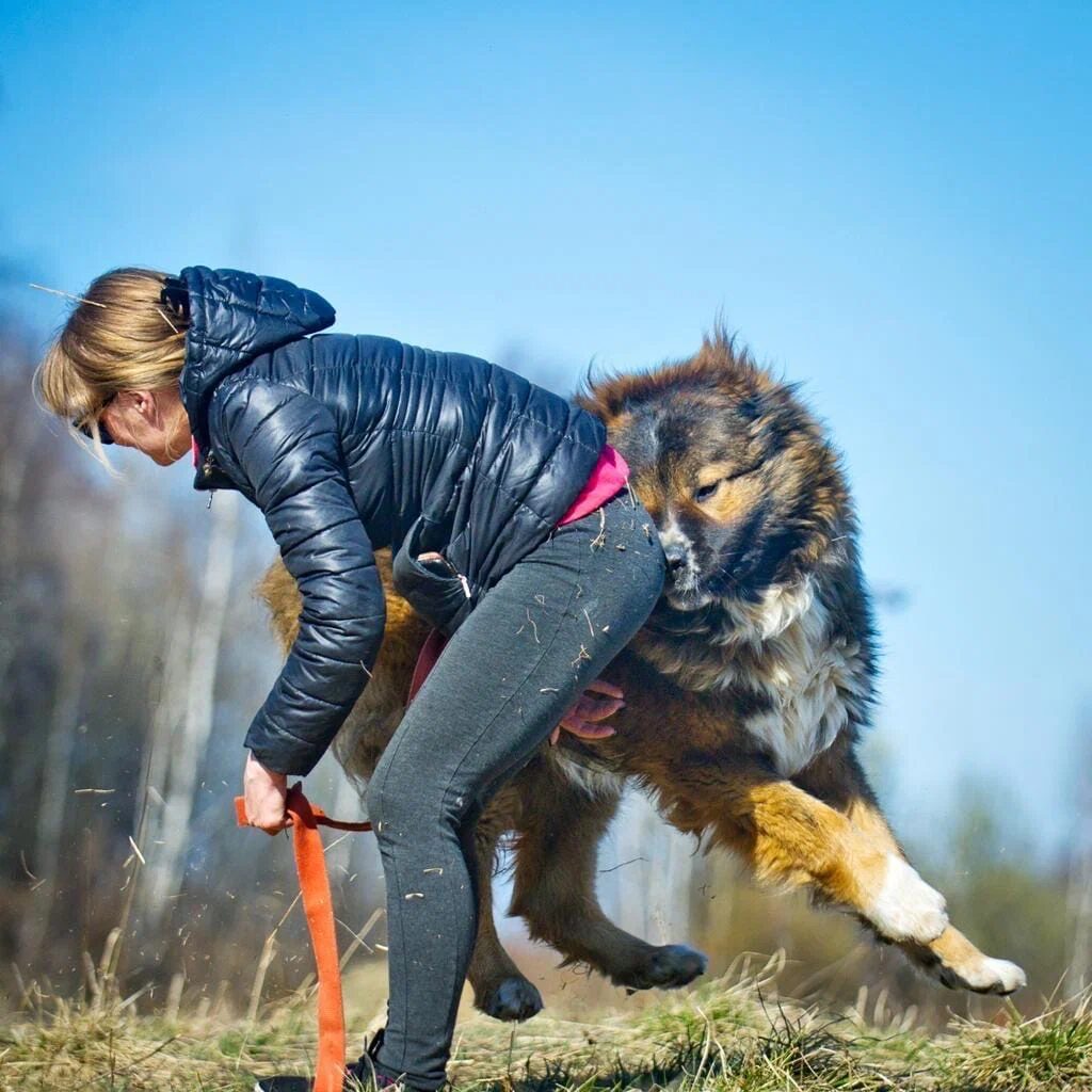 Dudusik Dog. Уроки - Моя кавказская овчарка прыгает на меня, кусает за руки  и рвёт одежду... - Помощь кавказским овчаркам