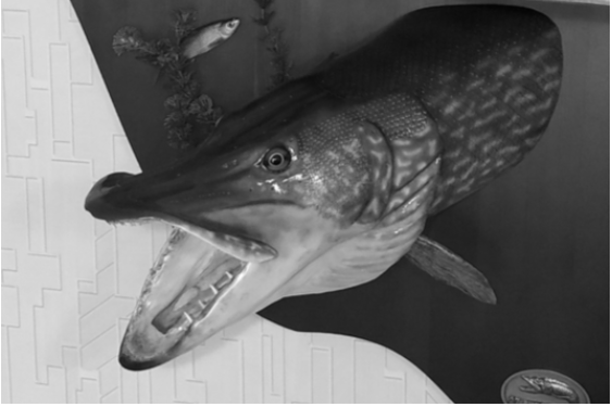 Статья 1. Изготовление чучела рыбы - щуки