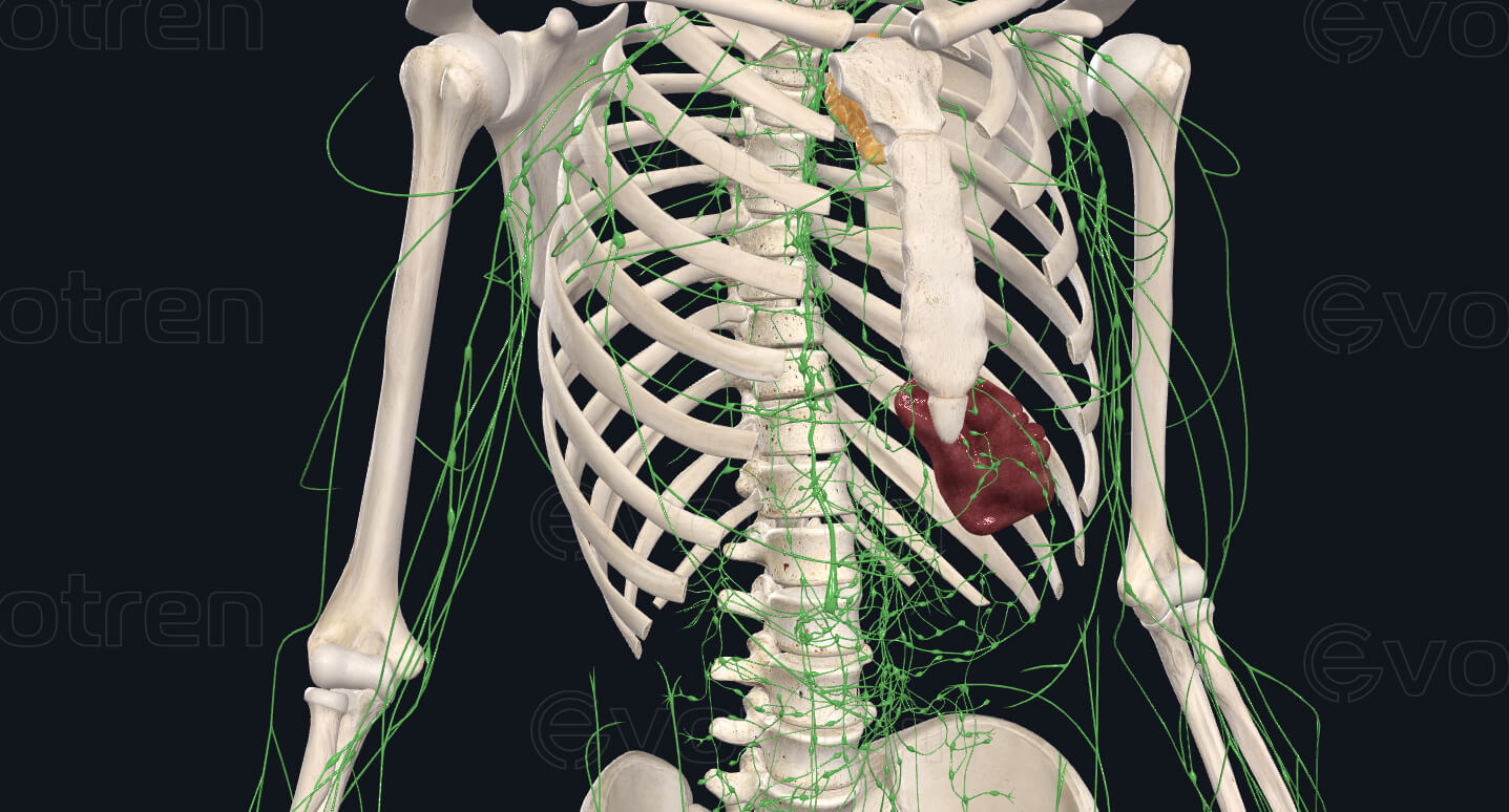 Лимфатическая система в районе бицепса плеча