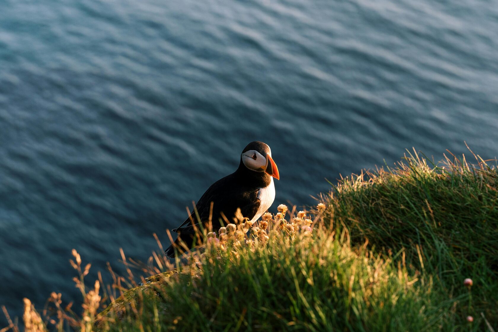 A puffin on an Icelandic cliff