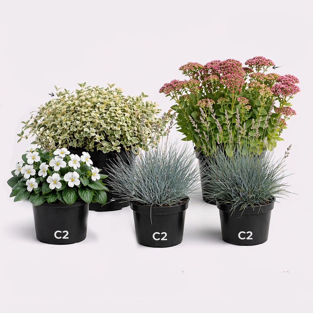 Состав сета: барвинок, очиток, фиалка, овсяница, сеслерия