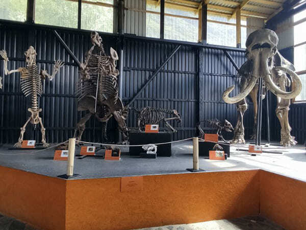 Семейный лагерь - посещение палеопарка