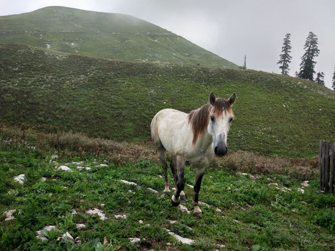 альпийские луга путешествие