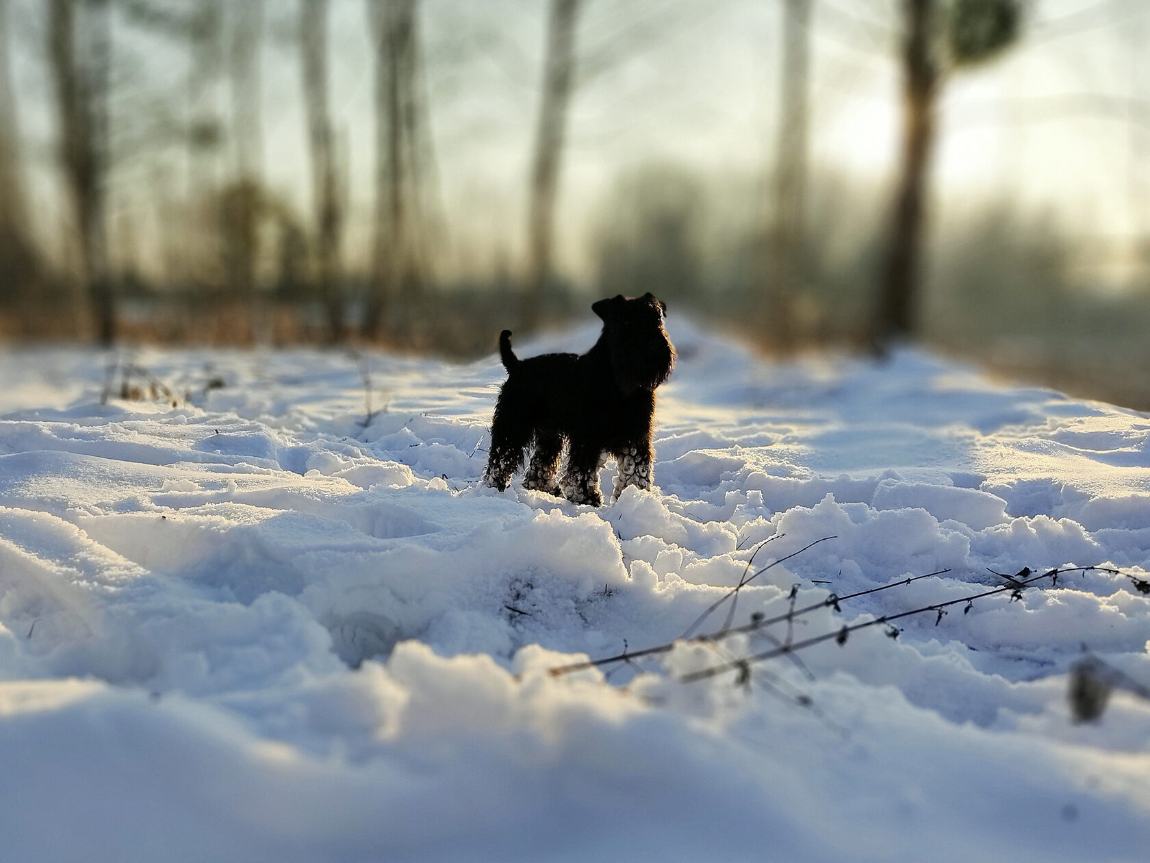 собака шнауцер зима віра в майбутнє та дива чудовий зимовий день