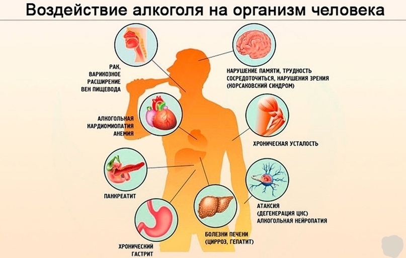Какие внутренние органы больше всего страдают от алкоголя