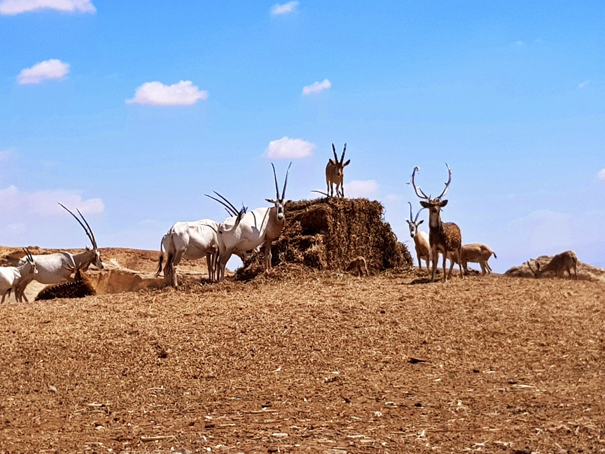 Парк антилоп, Арава, Израиль.